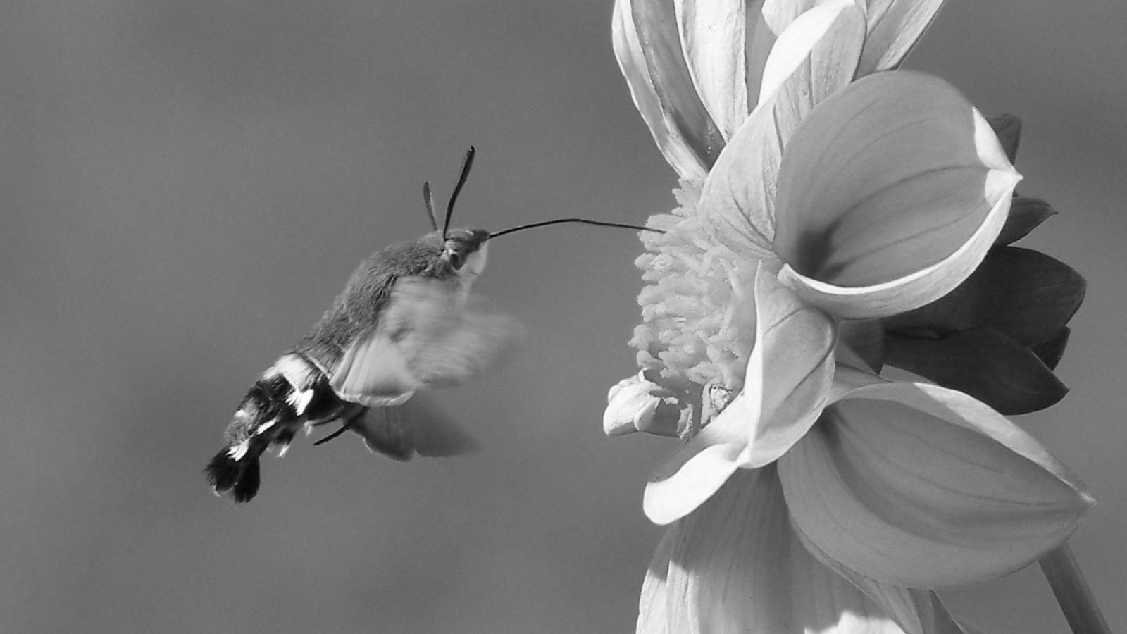 slide nr 2 - precyzyjna dynamika